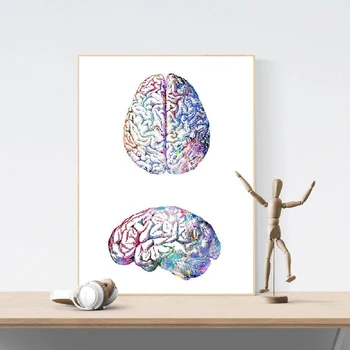 Анатомия на човешкия мозък Поглед отстрани и нагоре Плакати и щампи на Цветни Акварел на Стенно изкуство, Биология, Наука за Медицинска Живопис Подарък